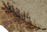 Fossil Conifer (Metasequoia) Plate - McAbee, BC #253955-1